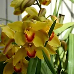 Orchid House - T1 Apartment