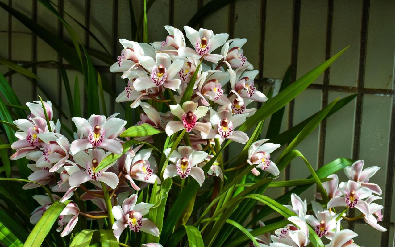 Orchid House - T1 *